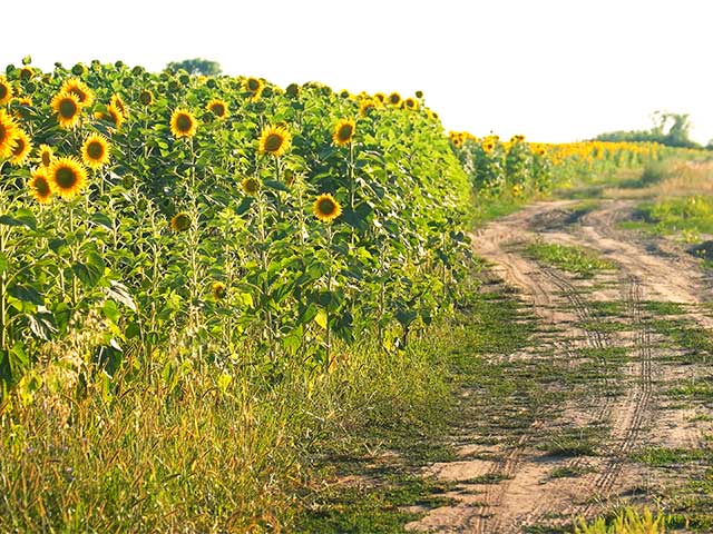 Girasol para piensos, compra y venta de cereales en Ávila